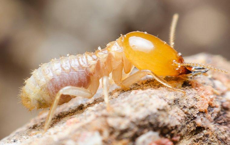 termite crawling on wood and chewing