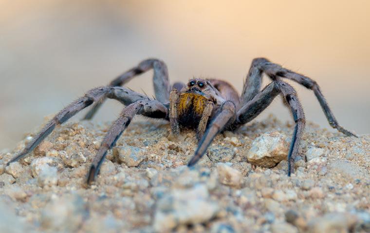 a wolf spider up close on a countertop