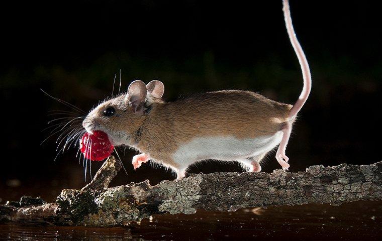 a field mouse running with a berry
