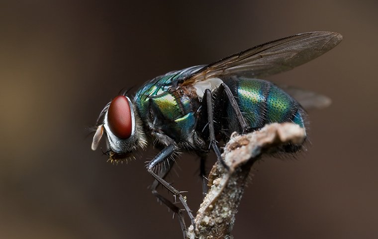 bottle fly on a twig