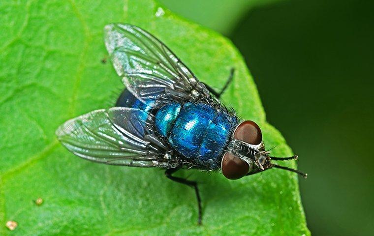 bottle fly on leaf