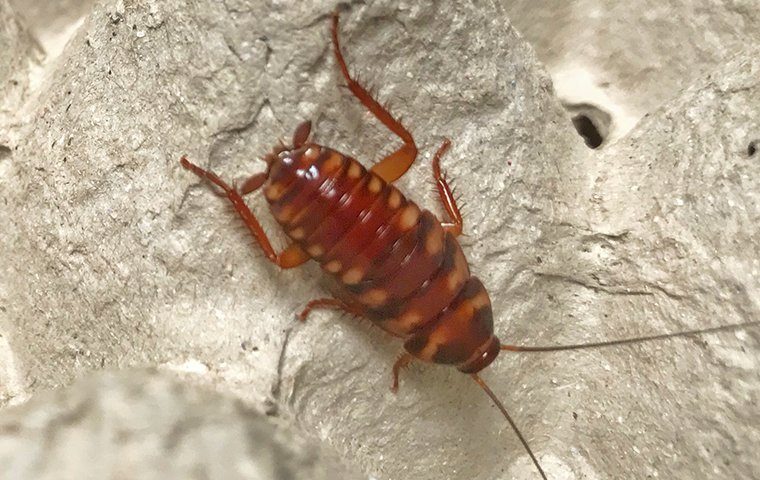 brown banded cockroach on concrete