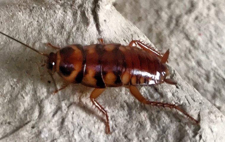 brown-banded cockroach up close
