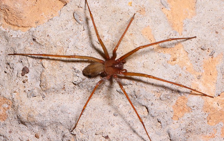 should you squeeze the pus out of a spider bite