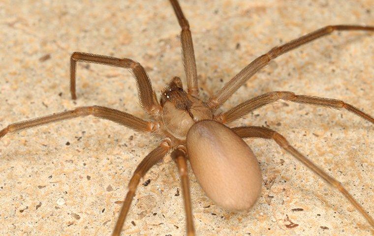 brown recluse spiders