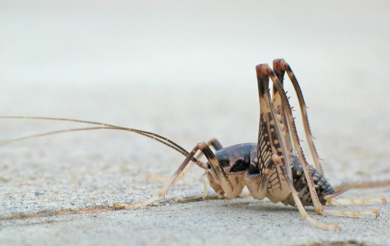 camel cricket in home