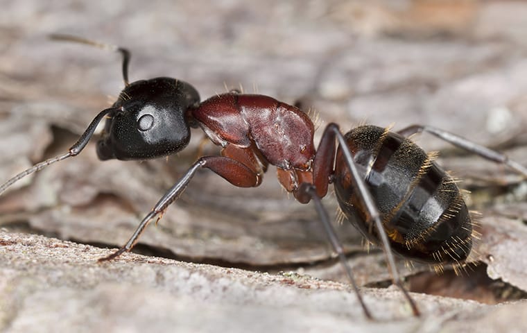 carpenter ant crawling on leaves