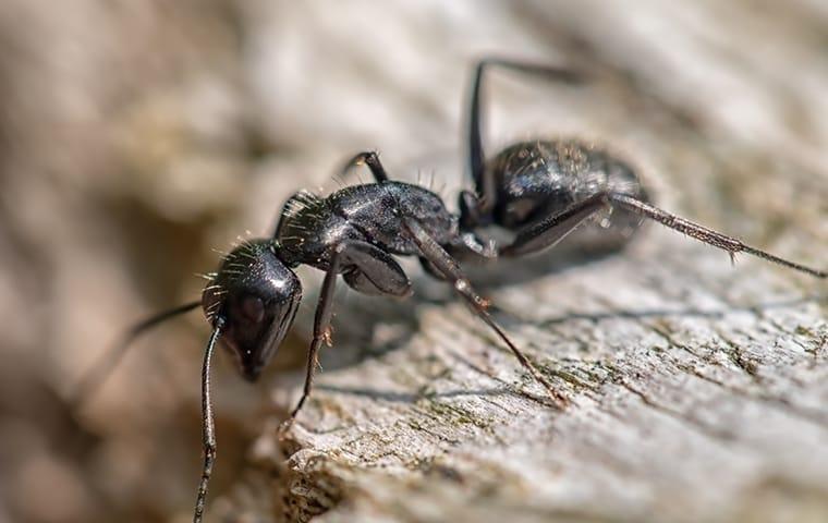 carpeter ant near north carolina home