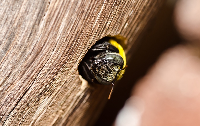 a carpenter bee burrowing into wood at a home in elizabeth city north carolina