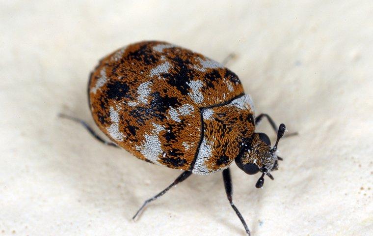 carpet beetles on white sheet