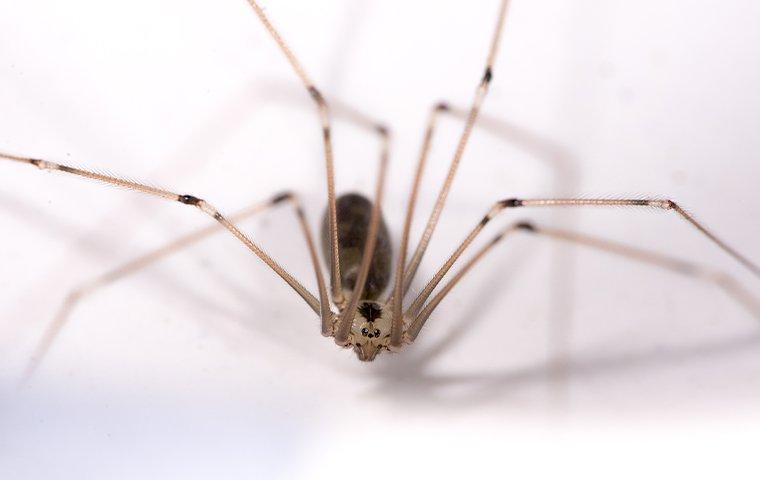 cellar spider on white floor