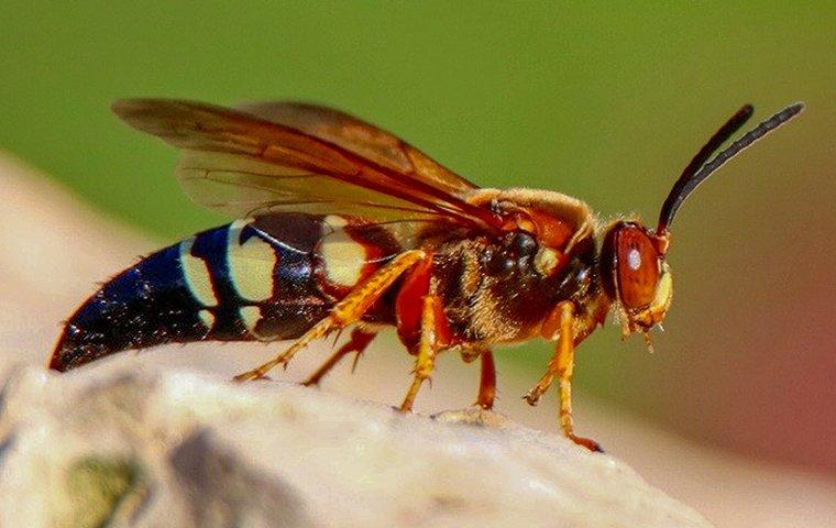 cicada killer wasp up close