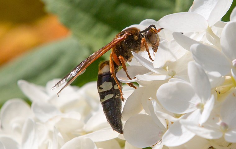 cicada wasp on white flower