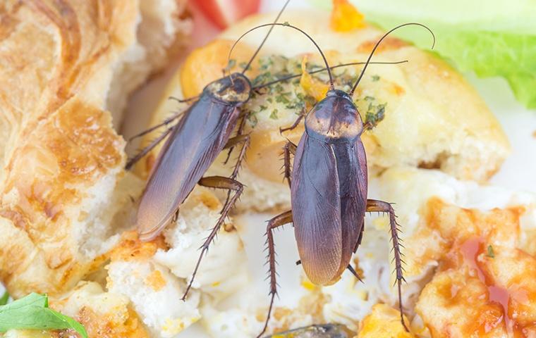 Discover The Truth About Roaches two cockroaches crawling on top of a biscuit in a home in elizabeth city north carolina