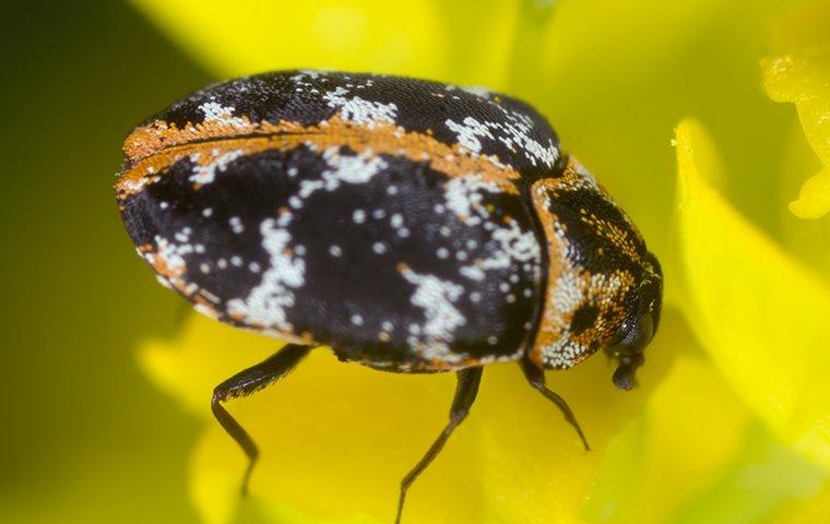 carpet beetles on yellow flower
