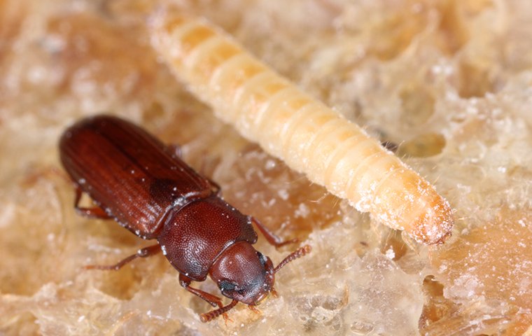 flour beetle larvae