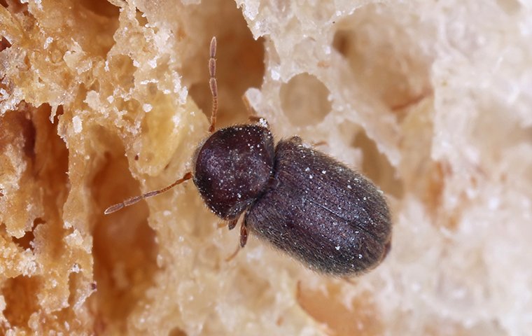 drug store beetle on bread
