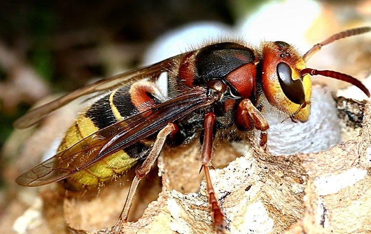 european hornet on nest