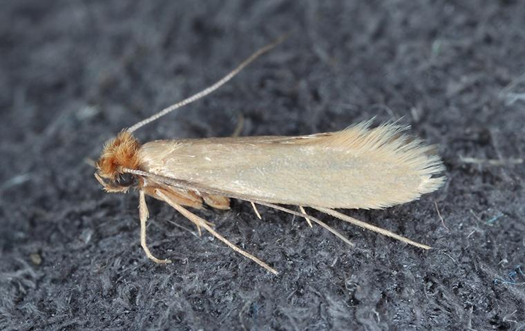 Learn About Fabric & Paper Pests a webbing clothes moth on a sweater in a home in elizabeth city north carolina