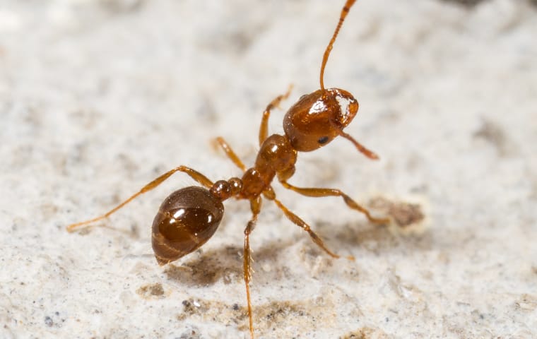 fire ant outside elizabeth city home
