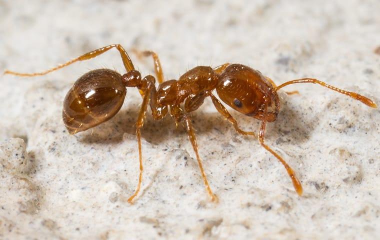 Learn More About Fire Ants In North Carolina fire ant up close in north carolina