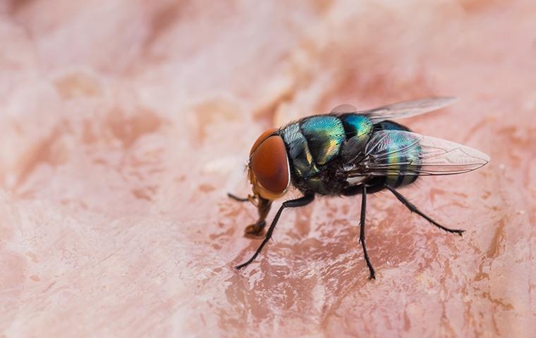Inform Yourself About Flies a fly feeding on food in a home in chesapeake virginia