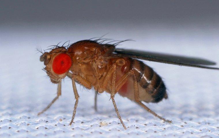 fruit flies up close