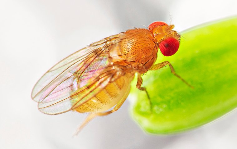 fruit fly on green grape