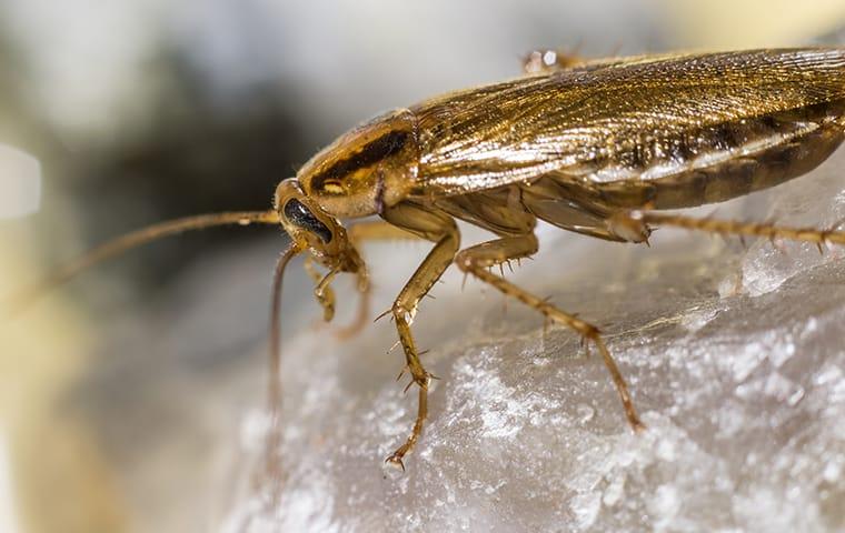 german cockroach in north carolina home