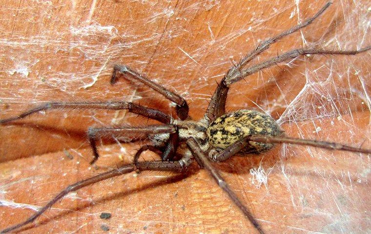 hobo spider in web