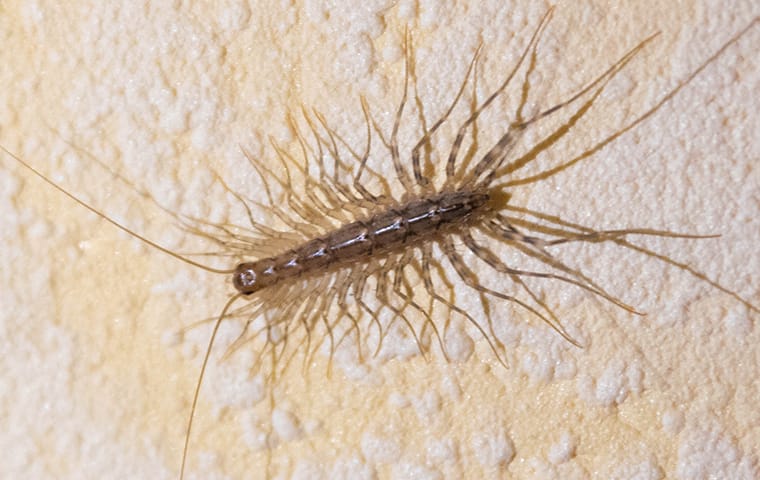 centipede on a wall in elizabeth city home
