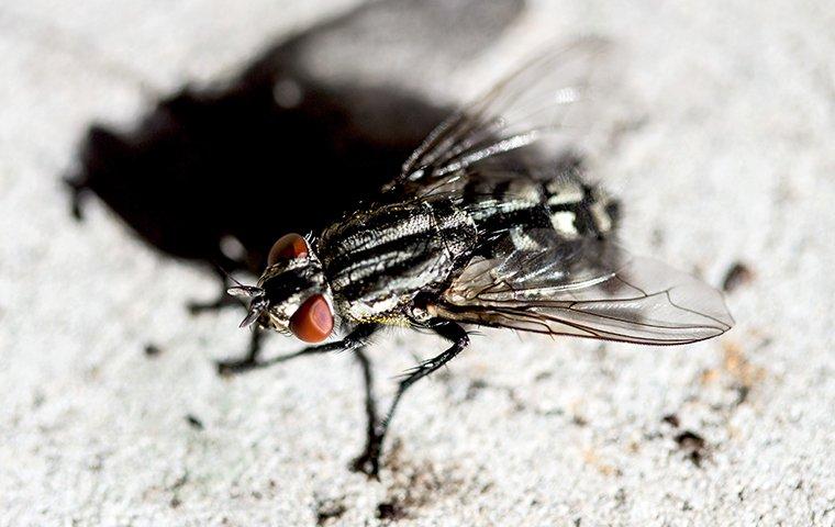 house fly on on the ground