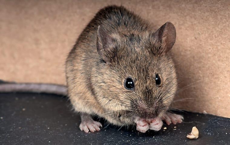 mouse found in north carolina home