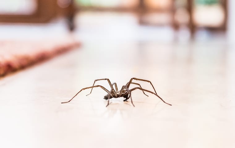 house spider crawling on the floor