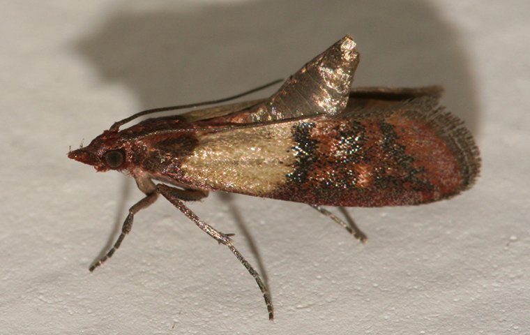 indian meal moth in pantry