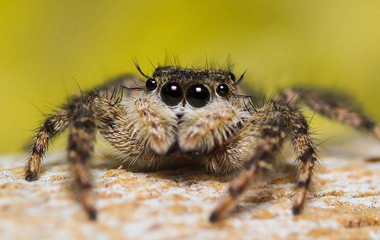 jumping spider up close