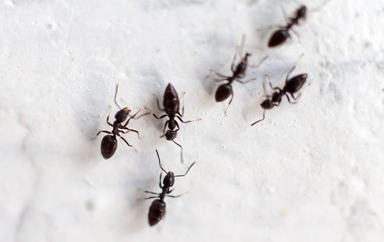 little black ants in sugar