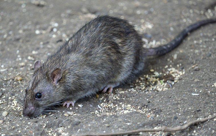 norway rat on tar