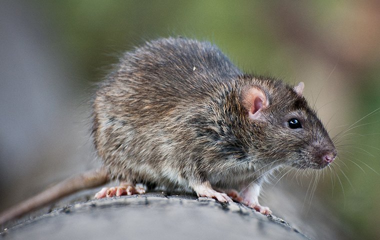 Norway Rats in Elizabeth City, NC | Albemarle Termite & Pest Control