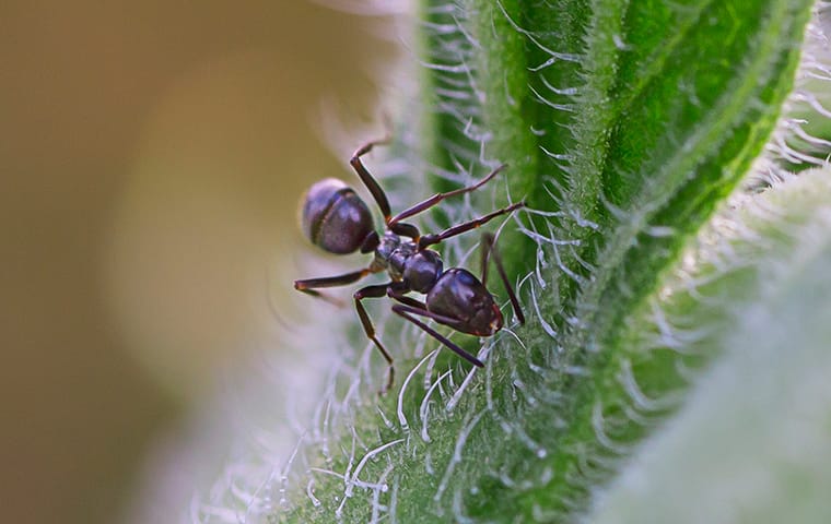 odorous house ant on a plant