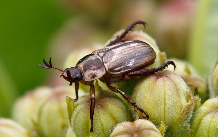 oriental beetle on plant