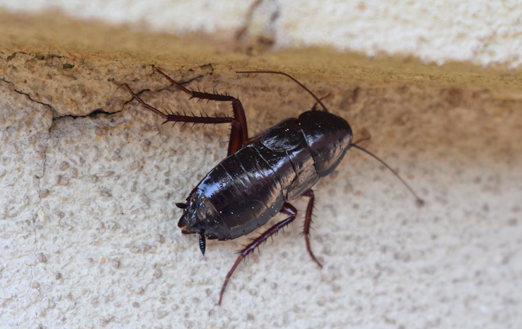 oriental cockroach crawling on ground 