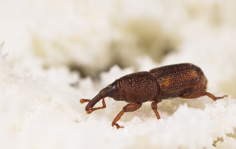 Pantry Pest Identification Beetles Weevils In Elizabeth City Nc