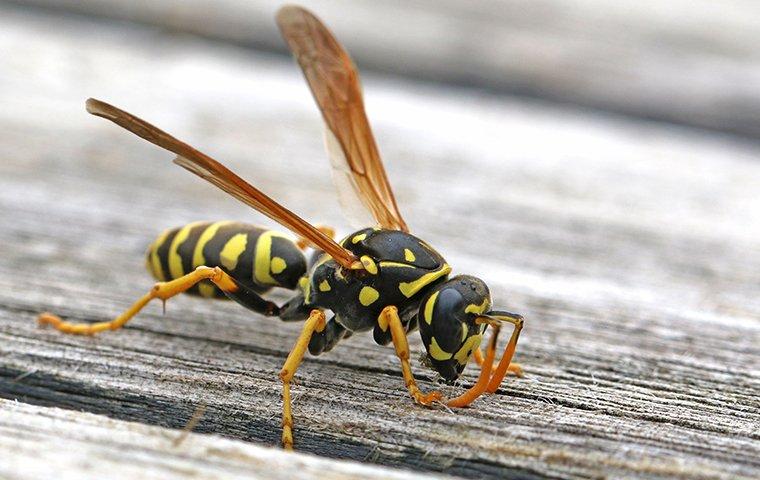 paper wasp on deck