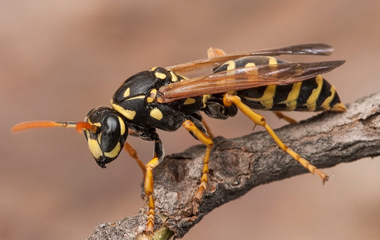 paper wasp on tree