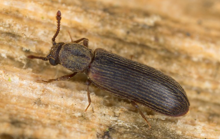 powderpost beetle on a cracker