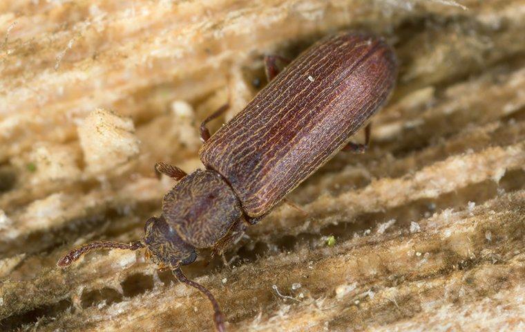 powderpost beetle on wood