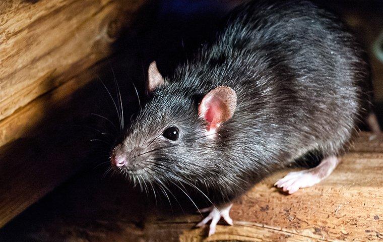 roof rat up close