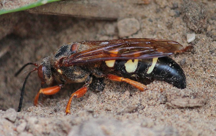 solitary wasps digging a nest in ground