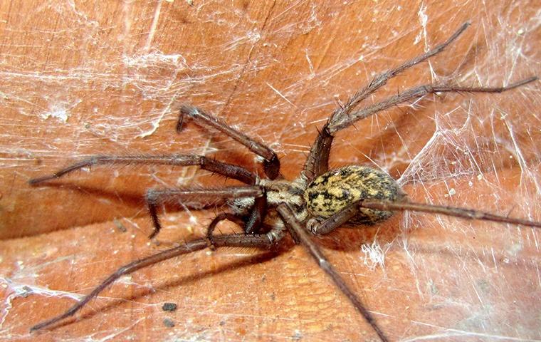 Learn More About Spiders a large spider on a couch in a home in elizabeth city north carolina
